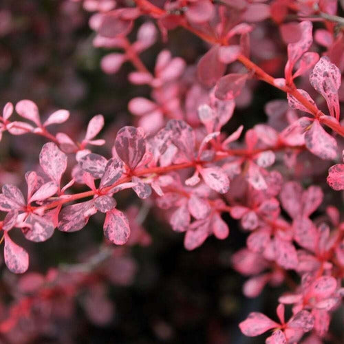 Berberis Thunbergii Rose Glow 2