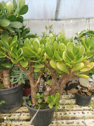 Jade Tree - Free Shipping 1