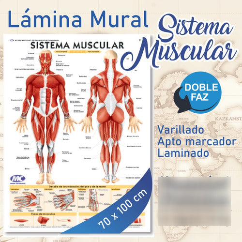 Lámina Sistema Muscular -doble Faz 70x100cm 1