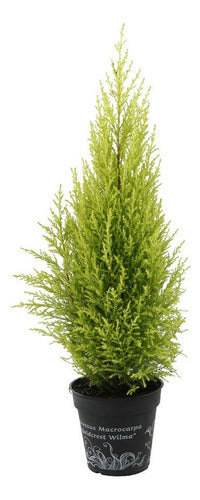 Cupressus Lambertiana Aurea (cupressus Macrocarpa Lutea) 0