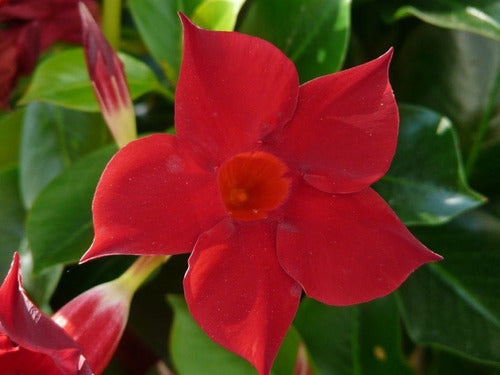 Dipladenia, Jazmín Chileno, Jazmín De Chile, Mandevilla 5lts 1