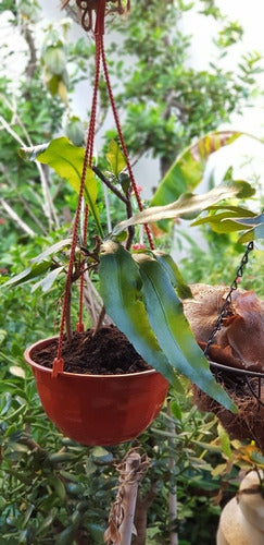 Augusbru Planta Dama De Noche (Epiphyllum) Maceta N*14//Colgante N*18 3