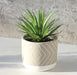 Kurrajong Farmhouse Artificial Green Plant 8" x 4.5" in Concrete Planter 1