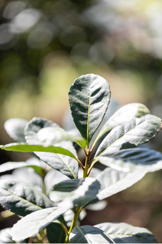 Yerba Matesur Despalada Molienda Fina Estilo Uruguaya X 6u 5