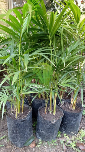 Palmito Palm - Excellent Quality at the Best Price! 6