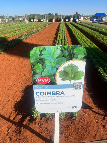 Sementes De Coentro Coimbra 500g Topseed Premium Envio Imedi 2