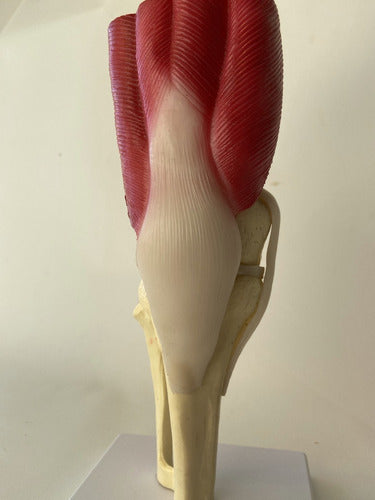 Modelo De Rodilla Con Musculos Y Ligamentos 1