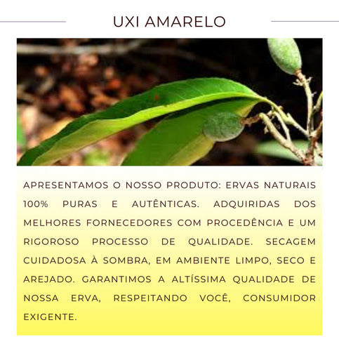 Chá De Uxi Amarelo | Autentico Endopleura Uchi 4