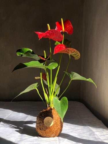 Kokedama Anturio Rojo Premium 1