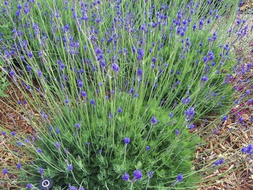 Lavanda Egipcia (Lavanda Multifida) De Colección 1