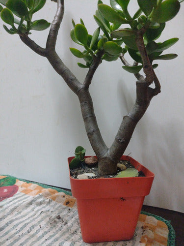 Árbol De Jade Crassula Ovata 4