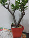 Árbol De Jade Crassula Ovata 4