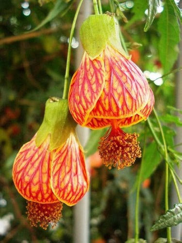 Farolito Japonés, Abutilón Pictum, Arbusto Muy Florífero 5