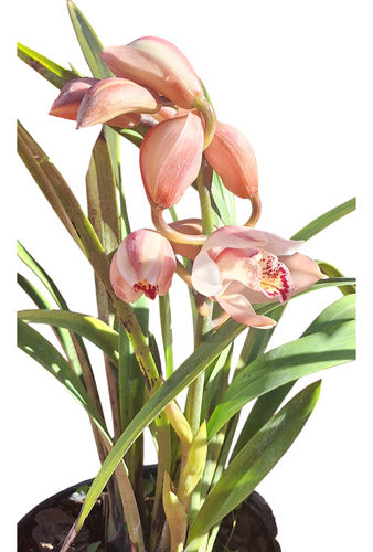 Orquidea Cymbidium Planta 0