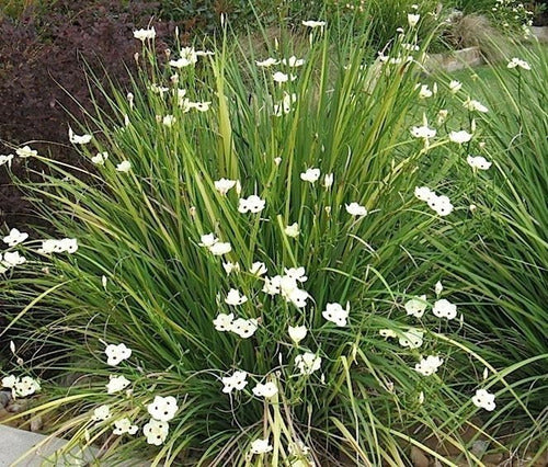 Plantas Naturales Dietes Bicolor Cantero Jardin X10 Unid 0