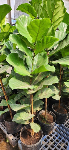 Ficus Pandurata 2