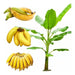 Bananero Musa Acuminata, ( Cavendish Banana) ! Super Plantas 0