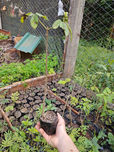 Plantin Lapacho Amarillo 1