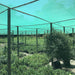 Malla Sombra Verde 35% Agricola Invernaculo - 25 X 4.20 Mts 1