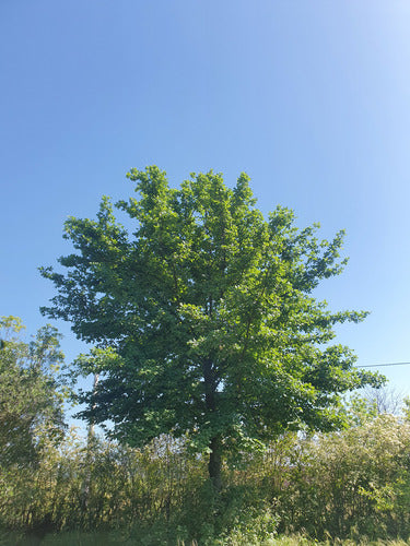 Plantín De Arbol Roble - Cultivo Organico Y Artesanal 0