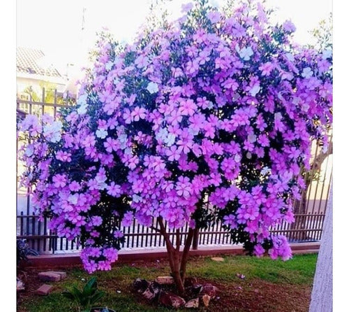 Cuaresmero Árbol Floral Exótico 0