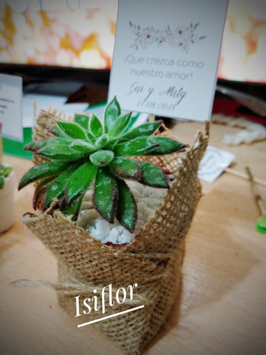 10 Mini Cactus Suculentas Souvenir Cumpleaños Evento Isiflor 4