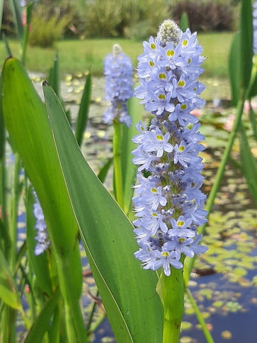 Pontederia Lanceolata Estanque 0