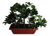 Funeplants Scheflera Disciplinada 3 Gajos 65 Cm - Planta Artificial 1