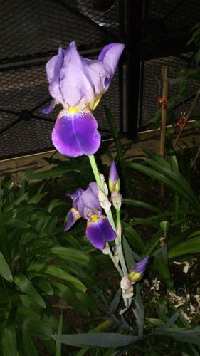 Iris Germánica/ Lirio De Barbados. Caba/ Envíos 5