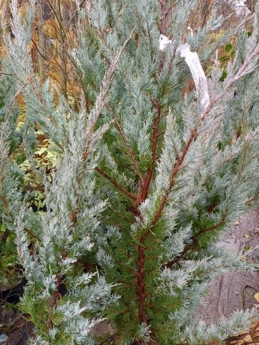 Blue Arrow Juniper, Juniperus Scopulorum Blue, 20 Liters 5