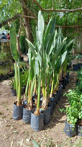 Zotami Plantas Strelitzia Reginae Flor Pajaro Ave 7L Naranja 5