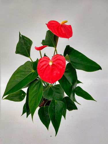 Greenonline Interior Plant Anthurium M13 1