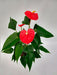 Greenonline Interior Plant Anthurium M13 1