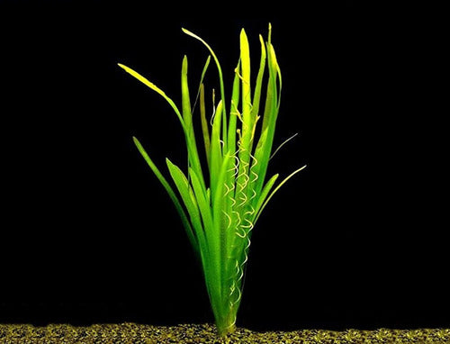 Assorted Giant Vallisneria Offer from Aquatic World 9