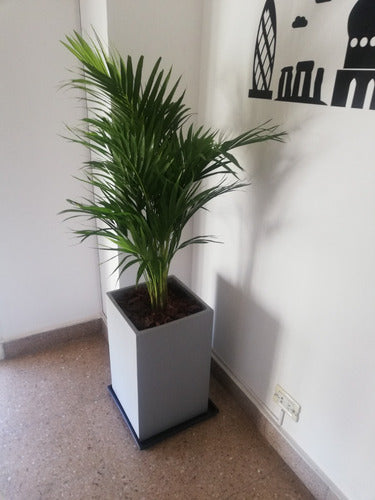 Areca Palm + Fibrocement Prism Planter + Plate 1