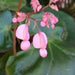 Begonia Erythrophylla 3