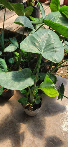 Alocasias, Colocasias, Xanthosomas ! Oreja De Elefante 4