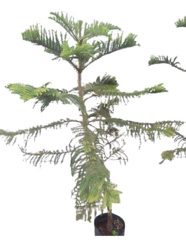 Yuyos Espacios Verdes Araucaria Excelsa (25off En) Tree 15lts 0