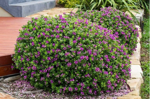 Polygala Myrtifolia  Little Bibi 3