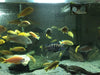 Combo 10 Ciclidos Afr Limon Labidochromis Caeruleus Malawi 1