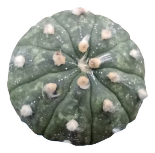 Astrophytum Asteria - Injertado 3