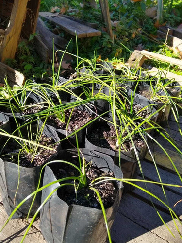 Azucena Del Río (Zephyranthes Candida) - Especies Nativas 2