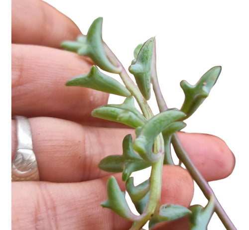 Senecio Peregrinus (Dolphin) 1