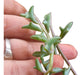 Senecio Peregrinus (Dolphin) 1