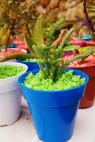 Mini Cactus. Suculentas. Aloe Vera. Souvenirs. 25 Unid. 3