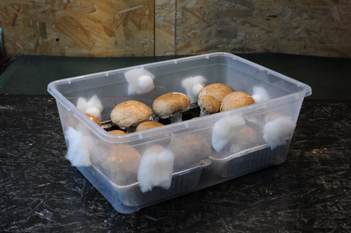 Mycotek Mushroom Growing Kit 3