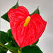 Greenonline Interior Plant Anthurium M13 2