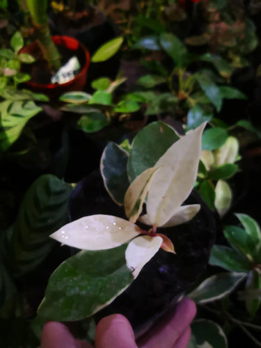 Planta De Hoya Variegada Carnosa Flor De Nacar Colgante Deco 2