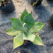 Agave Planta 2