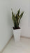 Ohana Arte Natural Sansevieria Espada De San Jorge + Maceta 1